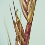 Festuca maritima Övriga