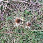 Carlina vulgarisКветка