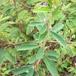 Desmodium cuneatum Habit