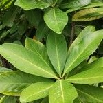 Corynocarpus laevigatus Folha