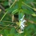 Stellaria graminea Fula