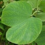 Bauhinia monandra Levél