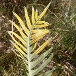 Polypodium cambricum Folha