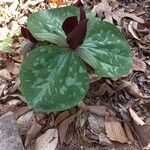 Trillium cuneatum Flower