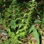 Dryopteris dilatata Облик