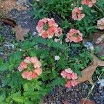 Verbena × hybrida Groenland & RümplerKwiat