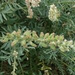 Reseda alba Fruct