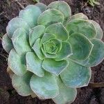 Aeonium hierrense Blatt