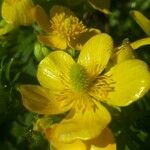 Ranunculus cortusifolius Fleur