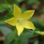 Ixanthus viscosus Flower