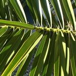 Phoenix canariensis Folha