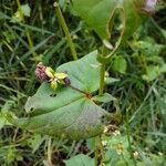 Fagopyrum tataricum পাতা