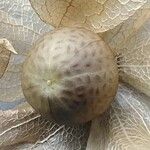 Nicandra physalodes Fruit