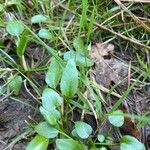 Ranunculus ophioglossifolius Levél