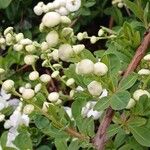 Exochorda racemosa Otro