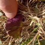 Anemone palmata Blad