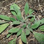 Phacelia mutabilis Foglia