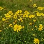 Senecio inaequidensFlower