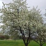 Malus spectabilis Alkat (teljes növény)