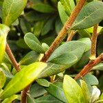 Diospyros dichrophylla Ŝelo