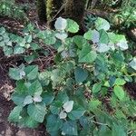 Pericallis appendiculata Leaf