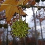 Liquidambar styraciflua ফল