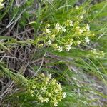 Thesium linophyllon Flower