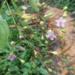 Dinophora spenneroides Lorea