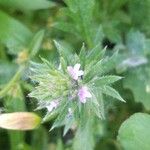 Verbena bracteata Blüte