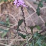 Verbena officinalisBlüte