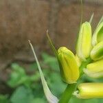 Albuca abyssinica Kwiat