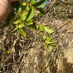 Ligustrum ovalifoliumLeaf