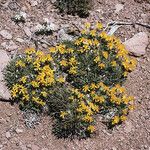 Stenotus acaulis Hábito