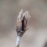 Schoenus nigricans Flower