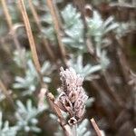 Lavandula pedunculata Frucht