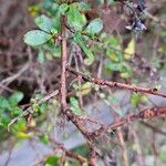 Escallonia rubra Bark