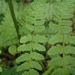 Dryopteris pentheri Blatt