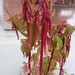 Amaranthus caudatus Floare