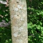 Magnolia macrophylla Bark