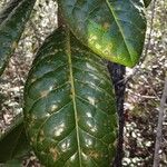 Oxera coriacea Hoja