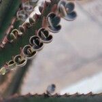 Kalanchoe serrata Flor