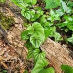 Dioscorea polystachya Hoja