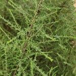 Artemisia scoparia Alkat (teljes növény)