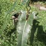 Philodendron billietiae Yaprak