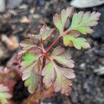 Geranium purpureumList