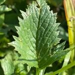 Jacobaea subalpina Leaf