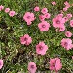 Linum pubescens Blomst