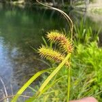 Carex lurida Blüte