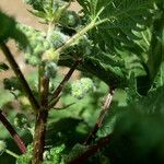 Urtica pilulifera Frucht