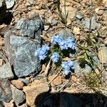 Myosotis alpestrisFlor